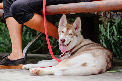 Low section of man with dog