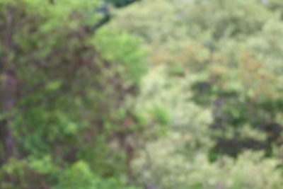 Defocused image of trees on field