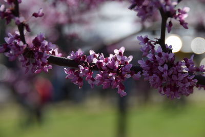 Close-up of fresh pink flowers blooming in tree