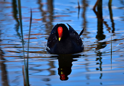 Moorhen swimming in lake