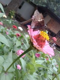 Close-up of butterfly on pink flower