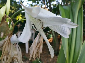 Close-up of flower