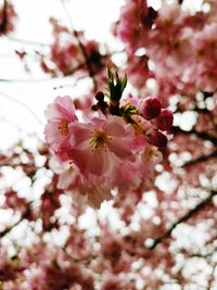 Close-up of pink cherry blossom