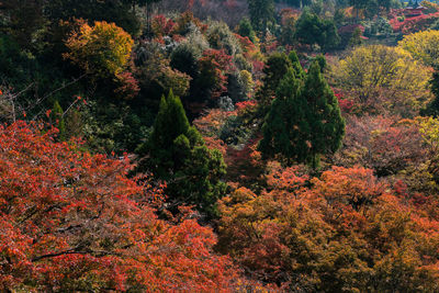 Trees in forest during autumn