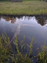 Reflection of trees in lake