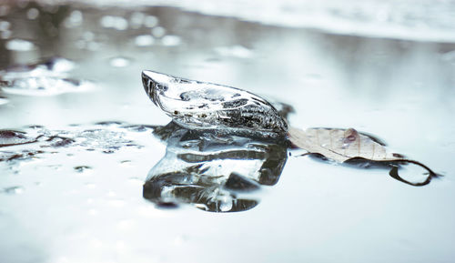 Close-up of turtle in water