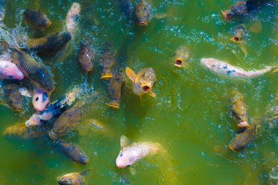 High angle view of fish swimming in sea