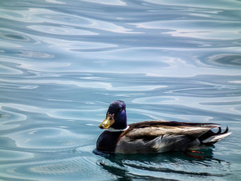 Close-up of duck swimming in sea