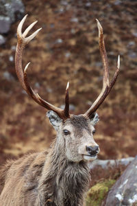 Close-up of deer