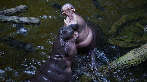 Hippos are playing with water fun.