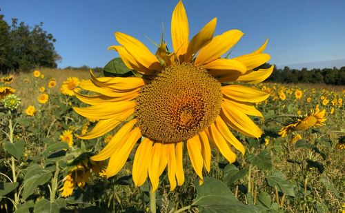 Close-up of sunflower on field