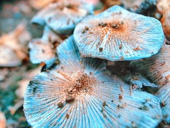 Close-up of mushroom growing on field