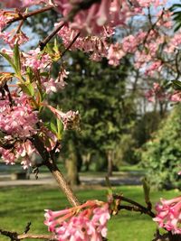 Close-up of fresh flowers on tree