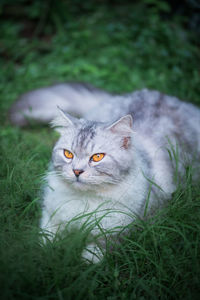 Portrait of cat on grass