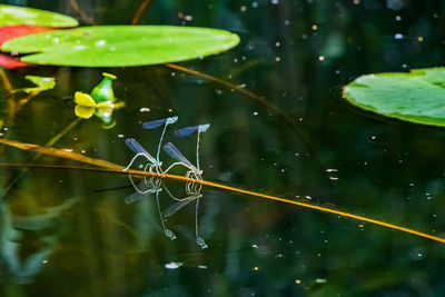 Close-up of leaves floating on lake