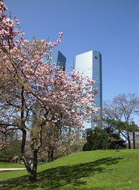 Cherry blossom tree against clear sky