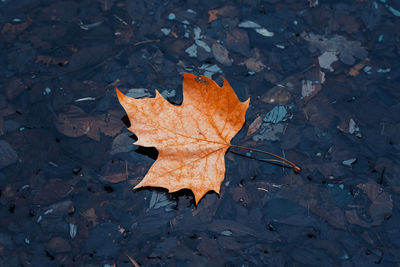 High angle view of maple leaves on field