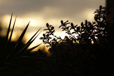 Close-up of silhouette trees against sky at sunset