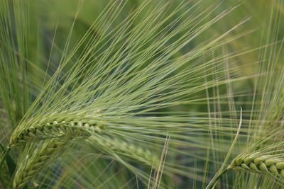 Close-up of wheat growing on field