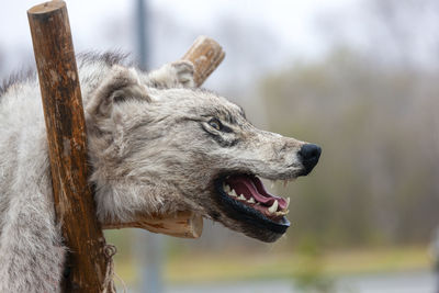 The stuffed aggressive wolf head with open mouth