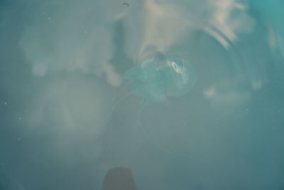 View of jellyfish swimming in sea