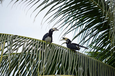 Low angle view of bird perching on palm tree against sky