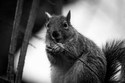 Close-up of squirrel on tree