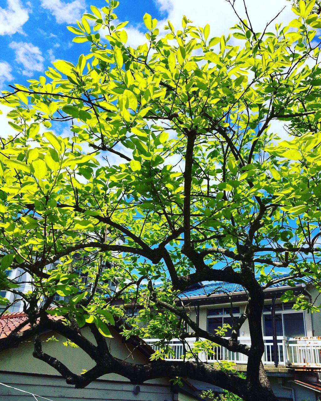 tree, growth, branch, flower, low angle view, nature, sunlight, green color, sky, freshness, beauty in nature, park - man made space, built structure, plant, street light, day, leaf, outdoors, blossom, no people