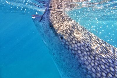 Fish swimming in sea