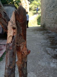 Close-up of tree trunk