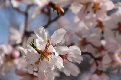 Almond flowers in full bloom in a garden in srinagar kashmir.