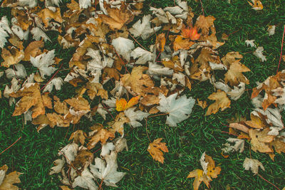 High angle view of maple leaves on field