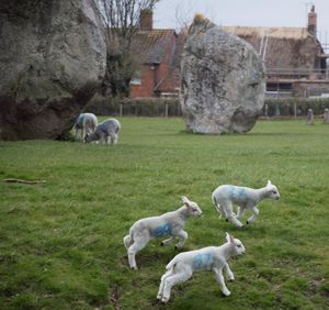 Sheep grazing on field