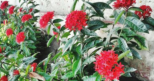 Close-up of red flowers