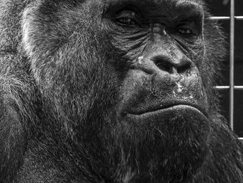 Close-up portrait of monkey