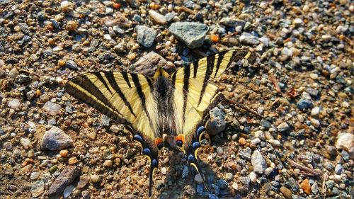 High angle view of insect on beach