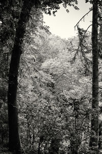 Bare trees on landscape