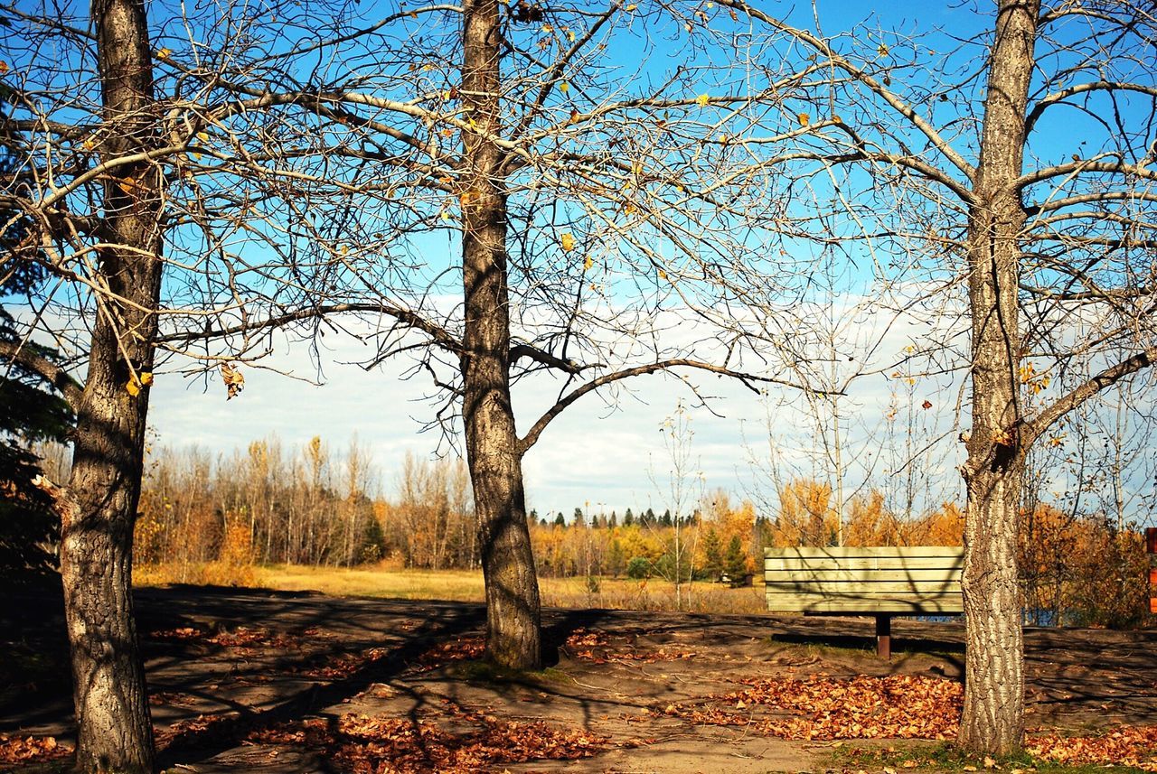 tree, clear sky, bare tree, landscape, field, tranquility, built structure, blue, tranquil scene, rural scene, tree trunk, nature, sky, branch, architecture, building exterior, day, growth, sunlight, scenics