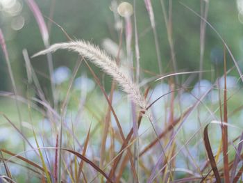 Close-up of stalks in field