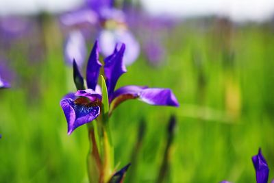 Close-up of purple iris flower on field