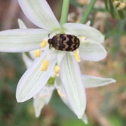 Close-up of white flower