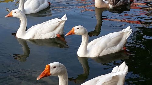 Swans swimming in lake