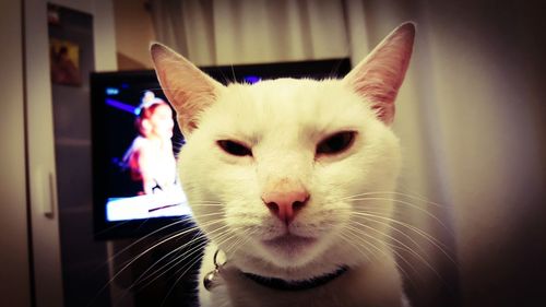 Close-up of white cat