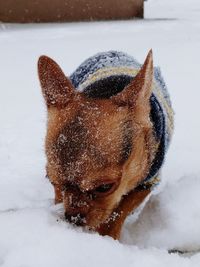 Close-up of horse on snow