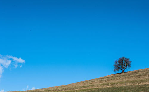 Trees on field against clear blue sky