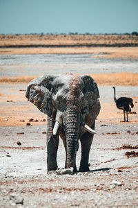 Elephant walking in a row