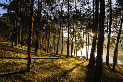 Trees in forest