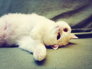 Cat lying on white surface