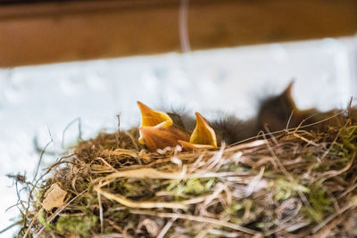 Close-up of bird on nest