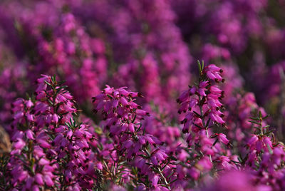 Close-up of pink flowers